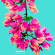 Σετ σεντονια Bugnavilla Pantone Σετ σεντονια Bugnavilla Pantone