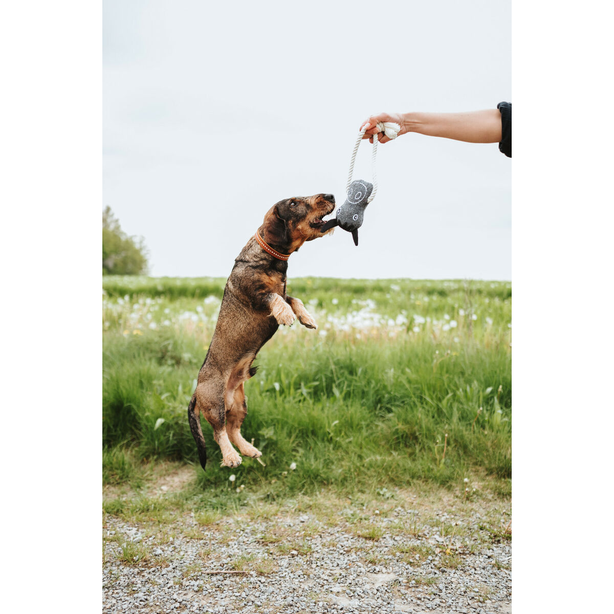 Παιχνίδια για Σκύλους Hunter NEBRASKA Γκρι πολυεστέρας Άλογο