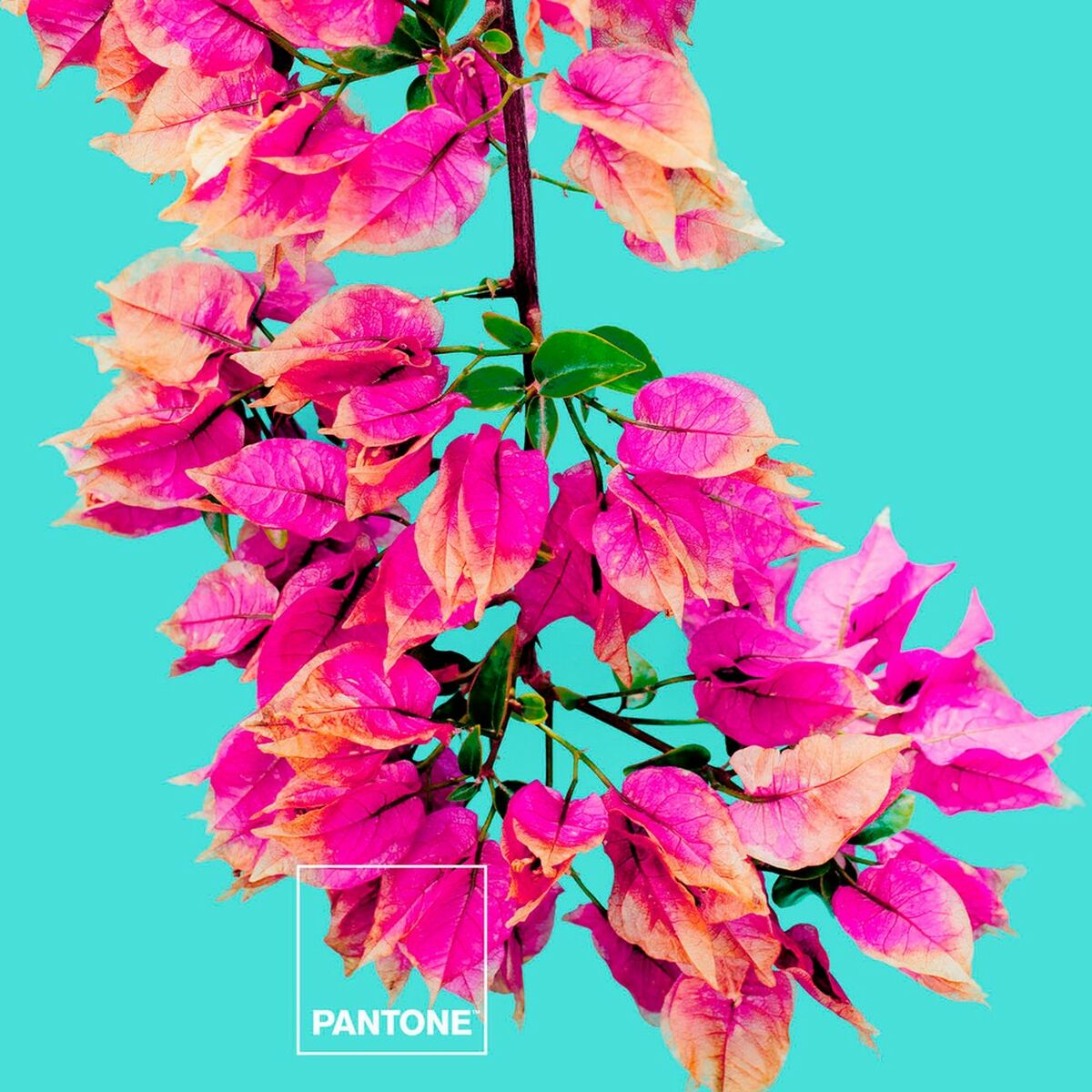 Σετ σεντονια Bugnavilla Pantone Σετ σεντονια Bugnavilla Pantone
