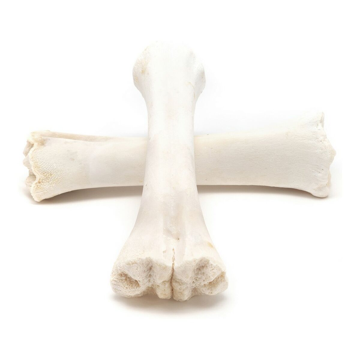 Σνακ για τον Σκύλο Gloria Βόειο κρέας Κόκαλο Ασβέστιο 20 Μονάδες