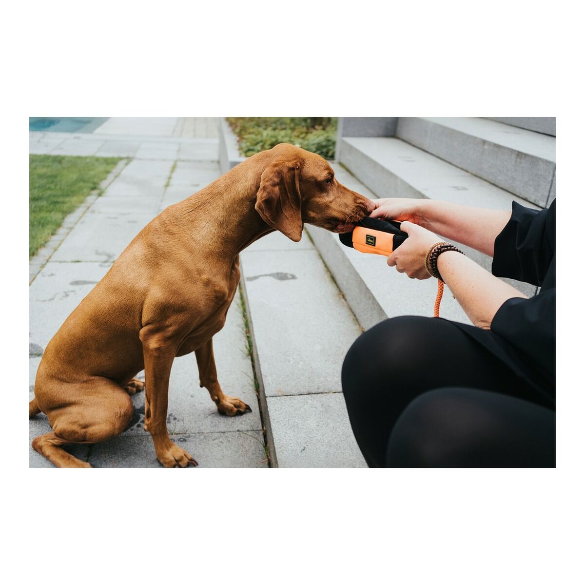 Δοχείο Hunter Dummy Snacks Μαύρο Πορτοκαλί Δοχείο Hunter Dummy Snacks Μαύρο Πορτοκαλί