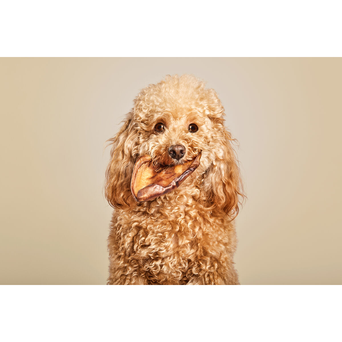 Σνακ για τον Σκύλο Snackys Γουρούνι Αυτί x10